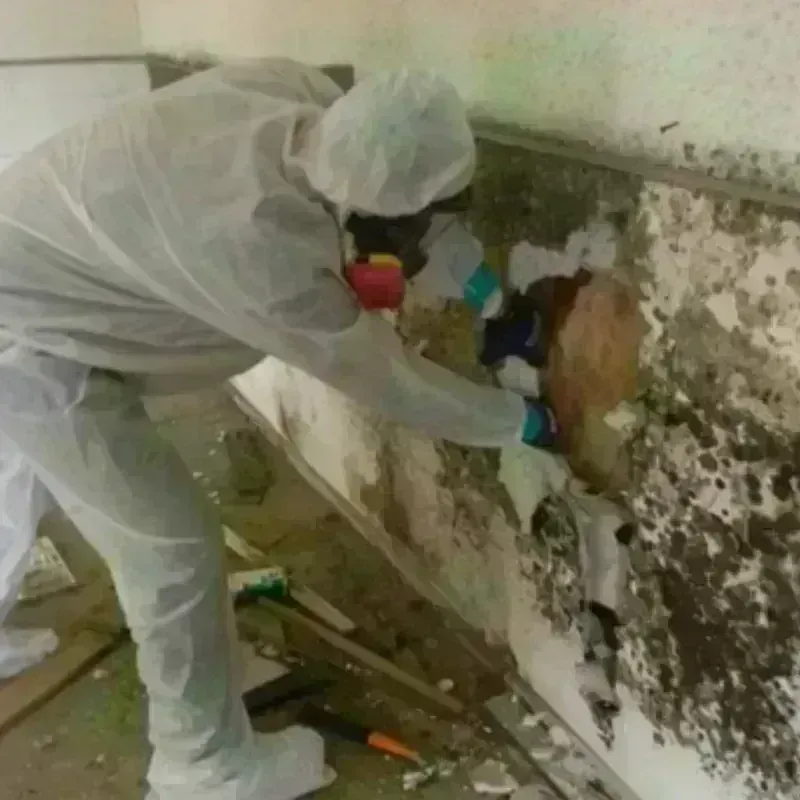 Mold Remediation and Removal in Bangor, PA